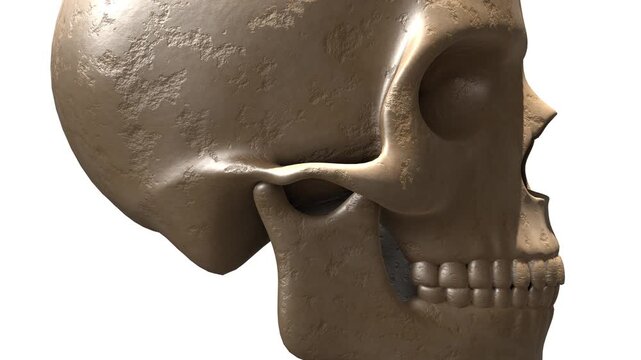Photorealistic Human Skull Looping Animation.A seamlessly looping 3D animation of a highly detailed, photorealistic human skull. This versatile motion background creates a mysterious and cinematic moo