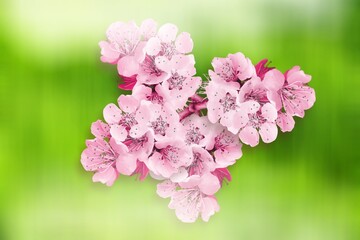 Fresh aroma beautiful sakura flowers on desk