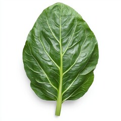 Obraz premium A vibrant green Swiss chard leaf showcasing its detailed veins and texture against a clean white background.