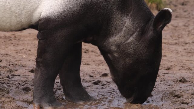 Close up of a tapir baby picking and searching for food on the ground on a sunny day