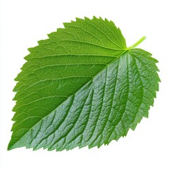 Fototapeta premium Close-up of a vibrant green leaf showcasing intricate veins and texture against a white background.