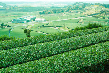 鹿児島知覧の茶畑と広がる田園風景