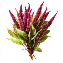 Fototapeta premium A vibrant bouquet of striking purple amaranth flowers, showcasing lush green leaves.