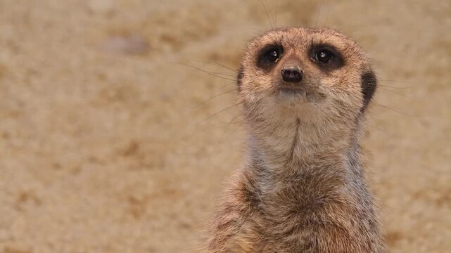 Close up of a meerkat sitting and looking around and gurding on a cloudy summer day