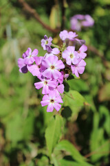 Obraz premium Fall phlox wildflower in sun in Three Rivers, Michigan