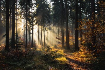 Obraz premium Morning sunrays in late autumn forest. High quality