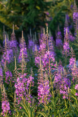Fireweed Patch