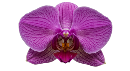 Close up of a vibrant purple orchid flower with intricate veining on a black background