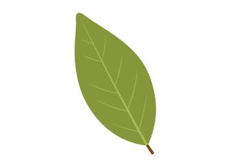 A single smooth green leaf with a central vein and smaller veins branching out against a white background