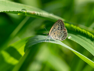 野原の草に止まるヤマトシジミ