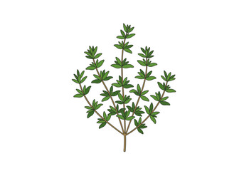 A thyme plant with green leaves and brown stems set against a white background