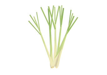 Bunch of pale green lemongrass stalks with slender leaves
