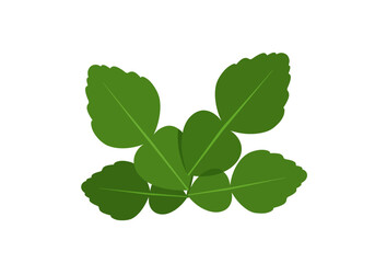 Closeup of five Kaffir lime leaves arranged in a cluster