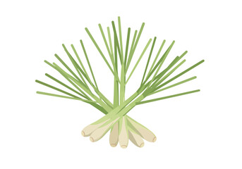 Clustered pale lower stalks with green vertical blades forming a semicircular shape against a white backdrop