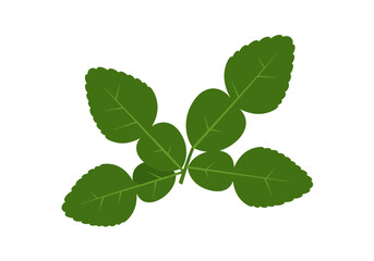 Depiction of kaffir lime leaves green and lobed