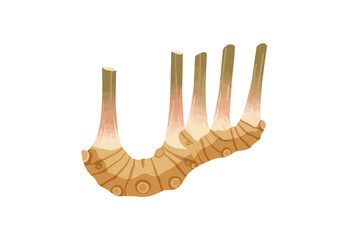Depiction of a galangal root showing its bulbous segmented rhizome and upright stalks © Donjuan Studio