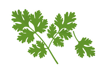 Green cilantro sprigs complex organic leaves on stems