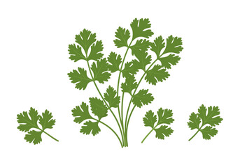 Green coriander bunch with separated sprigs against a blank white background