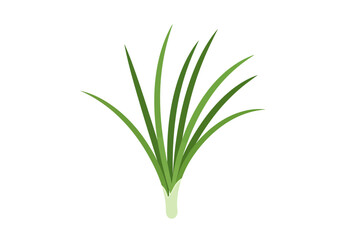 Green chives stand slim leaves pointing up from a bulbous whitish base against plain white