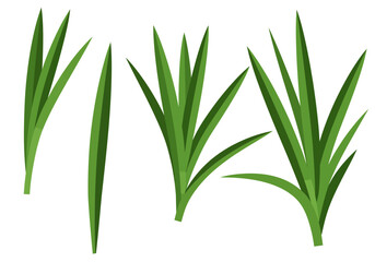 Green grass illustration 4 clumps with long blades varying sizes and angles