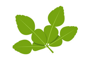 Green Kaffir lime leaves branch detailed  stylized