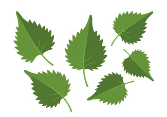 Scattered detailed green leaves feature serrated edges and prominent veins