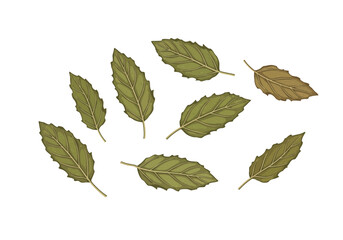 Seven green leaves and one brown leaf are scattered on a white background