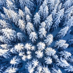 Snowy pine forest aerial view (1)