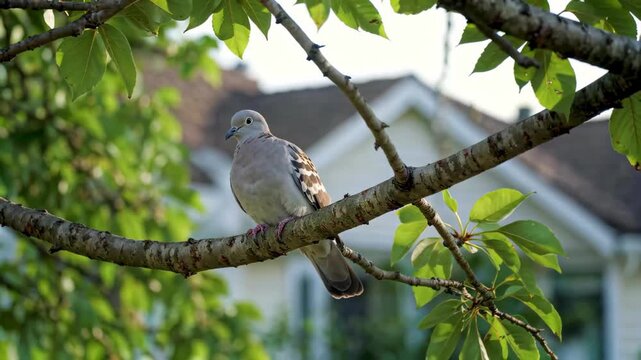 Branch-dwelling pigeons Branch-resting turtle doves