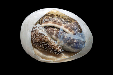 Komodo Dragon Egg, cross-section, The Komodo dragon (Varanus komodoensis) isolated on a black background