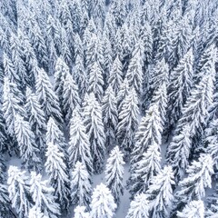 Obraz premium Snowy pine forest aerial view