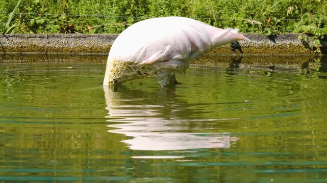 Close up of flamingo searching ina lake on a sunny spring day with his head underwater