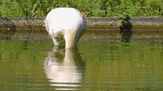 Close up of flamingo searching ina lake on a sunny spring day with his head underwater