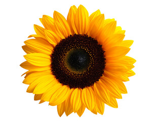 Fototapeta premium Bright Yellow Sunflower Isolated on White Background