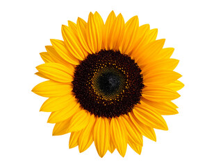 Bright Yellow Sunflower Isolated on White Background