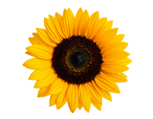 Bright Yellow Sunflower Isolated on White Background