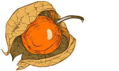 vintage-style illustration of winter-cherry