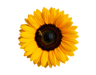Bright Yellow Sunflower Isolated on White Background