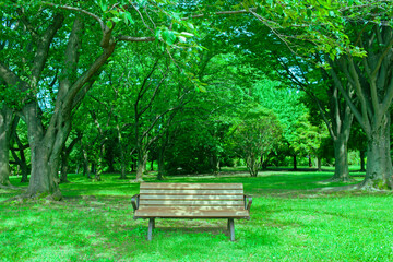 ベンチ　緑の森