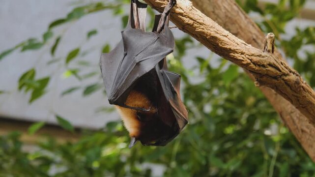 Close up of a flying fox or fruit bat hanging of a tree branch and grooming it self on a sunny day