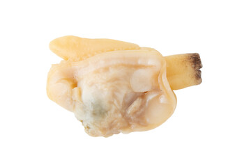 透明背景（png）にアサリのむき身（水煮）