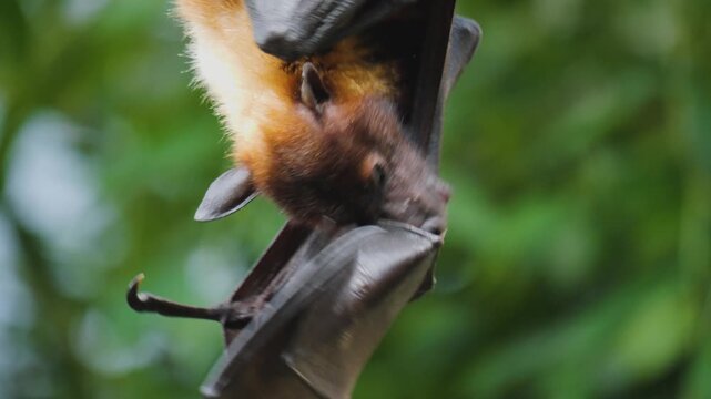 Close up of a flying fox or fruit bat hanging of a tree branch and grooming it self on a sunny day