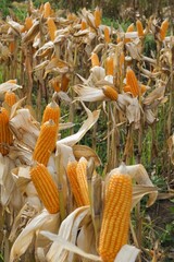 corn on the cob
