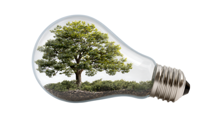 Tree growing inside a light bulb, sustainability concept, isolated on a white background