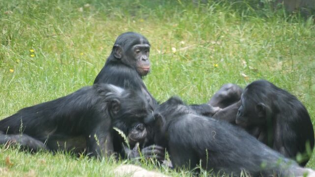 Close up of Bonobo Monkyes relaxing on a medow on a sunny summer day