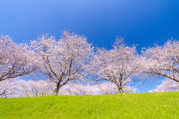 Obraz premium 見上げる桜並木と青空―大榑川堤（海津市）二本の桜