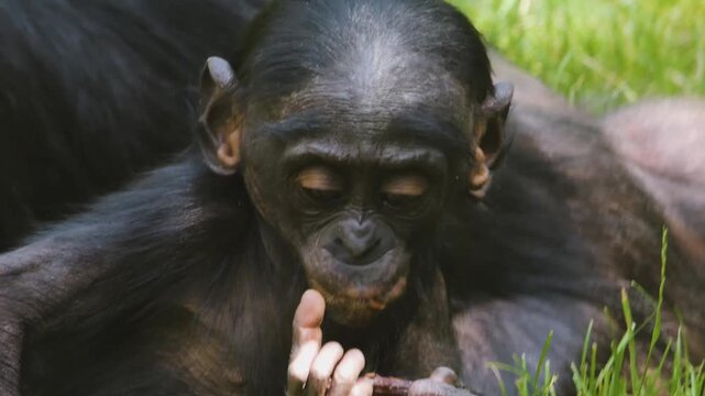 Close up of Bonobo Monkyes relaxing on a medow on a sunny summer day