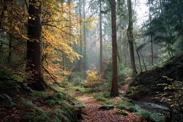 Obraz premium autumn in the forest. High quality