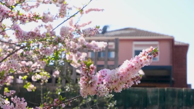 Prunus &lsquo;Elvins&rsquo; flowering tree with pink blossoms in suburban garden, with residential house in background. Concept of spring season, suburban lifestyle, and ornamental flowering plants in Australia