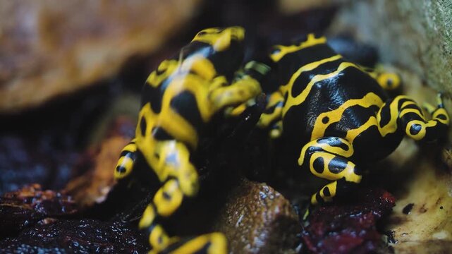 Close up view of black and yellow poison dart frogs sitting together on a rock interacting